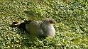 P1000075_Secretarisvogel , hij  heeft krachtige, lange poten, een ruitvormige staart, een lange kuif van zwarte veren en een oranje gelaat.